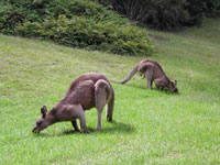 Lodge Kangaroos